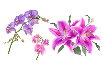 Watercolor exotic flowers, violet and pink orchids pink lilies isolated on white background.