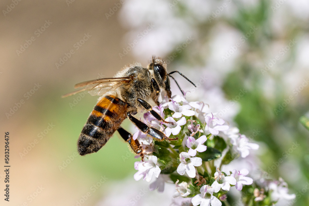 Poster abeille butinant