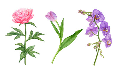 Fototapeta premium Watercolor pink peony, violet, orchid flowers, tulip isolated on white background.