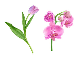 Fototapeta na wymiar Watercolor exotic flowers, pink tulip, orchids isolated on white background.