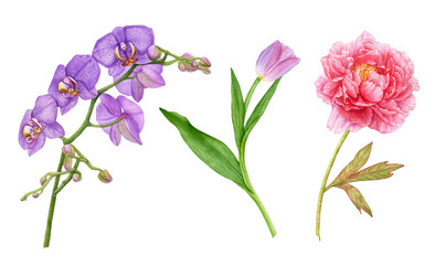 Watercolor flowers, violet orchids, pink tulip, peony isolated on white background.