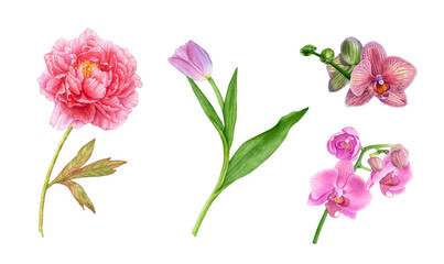 Watercolor flowers, peony, orchids, tulip isolated on white background.