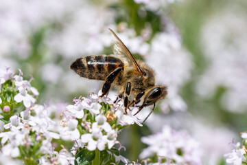 abeille butinant
