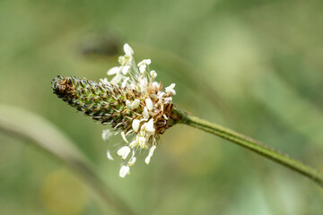 fleur de trèfle blanc fanée
