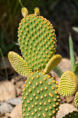 macro d'opuntia