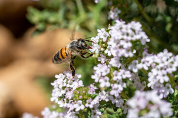 abeille butinant