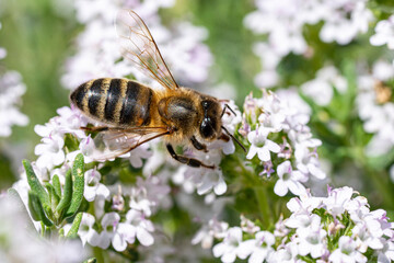 abeille butinant