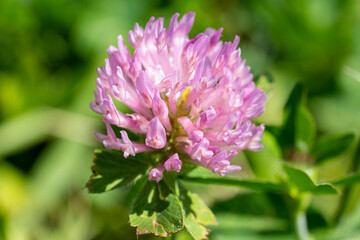 fleur de trèfle fourrager