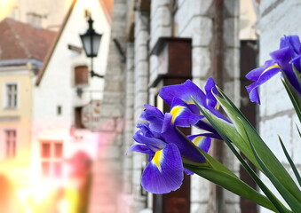 summer city   flowers in medieval   houses wall street people walk in Tallinn old town travel to Estonia 