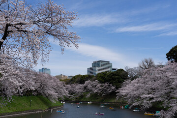 Obraz premium blossom trees