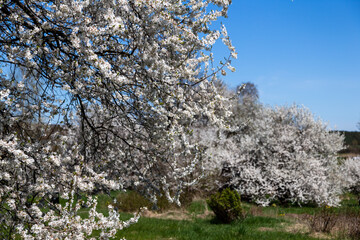 Kwitnące drzewa owocowe. Wiosna na Podlasiu, Polska