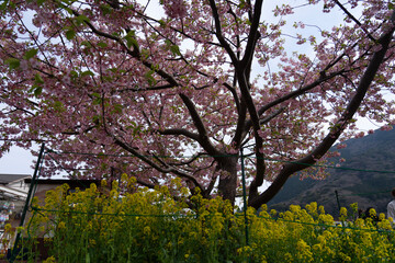 blooming tree