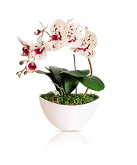 White blooming orchid isolated on white background