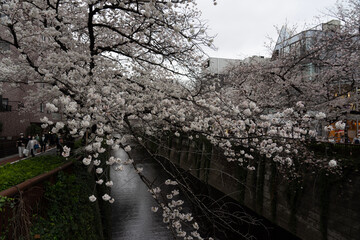 Fototapeta premium tree in spring