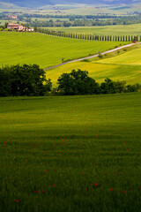 Fototapeta premium Val d'Orcia, panorami delle colline in primavera