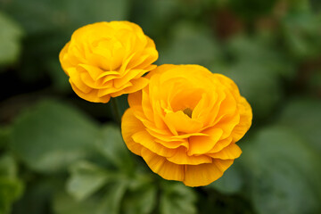 yellow buttercup ranunculus flower in spring garden