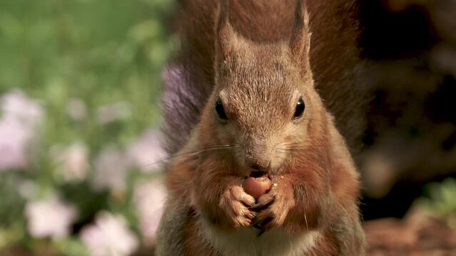squirrel eating nut in the forest