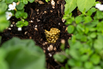 adding slow release osmocote fertilizer granules in compost