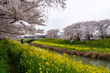Fototapeta premium spring in the park