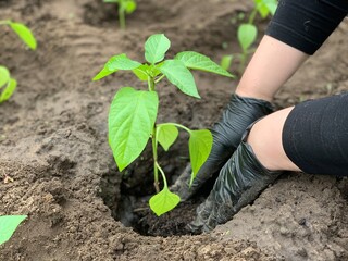 The farmer is planting pepper seedlings. Environmentally friendly agriculture. Growing vegetables.