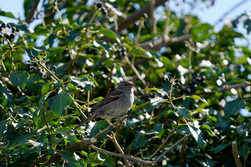 Ein Spatz sitzt in der Hecke und blickt sich um