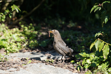 Die Amsel (Amselweibchen) hat einen Wurm gefangen