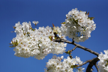 Die Blüten eines Kirschbaum leuchten vor dem blauen Himmel im Frühling