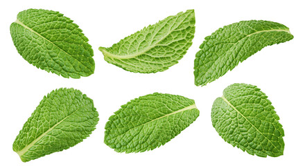 Fototapeta na wymiar mint leaves, spearmint, isolated on white background, clipping path, full depth of field