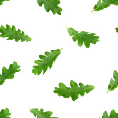 oak leaf isolated on white background, SEAMLESS, PATTERN