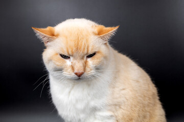 white red sick cat with lowered sore ears