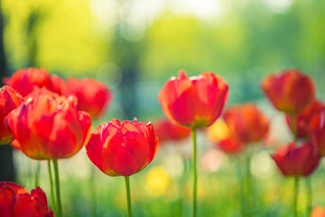 Naklejka premium Amazing garden field with tulips of red color petals, beautiful bouquet of colors in sunlight daylight, green stem, bokeh leaves. Romantic love nature flowers, dream tulips, blooming blur landscape