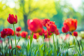 Amazing garden field with tulips of red color petals, beautiful bouquet of colors in sunlight daylight, green stem, bokeh leaves. Romantic love nature flowers, dream tulips, blooming blur landscape