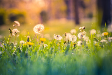 Beautiful countryside landscape, closeup dandelion nature sunset. Relaxing peaceful blooming spring flowers. Meadow field, morning sunlight, soft green blue colors. Sunny foliage in park or garden