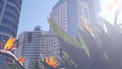 Highrise skyscrapers, strelitzia flowers in downtown, San Diego city street, California USA. Urban...