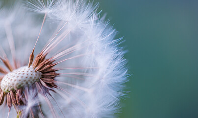 Closeup of dandelion on natural background, artistic nature closeup. Spring summer background. Dream nature macro, floral plant. Abstract soft blue green seasonal wildflower. Wish and dream concept