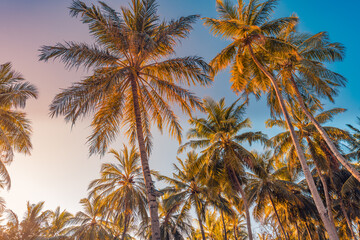 Tranquil nature pattern, palm trees with sunset sky. Romantic, relaxing natural scenic, tropical paradise. Island beach, artistic view. Beautiful leaves, coconut trees. Summer vacation background idea