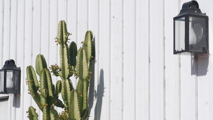 Green succulent cactus plant, white wooden wall with retro lantern, mexican vintage in California,...