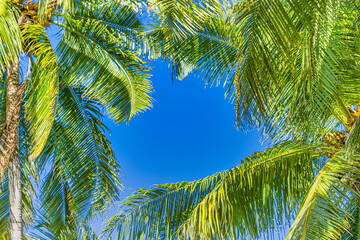 Plakat Bottom view of palm trees tropical forest at blue sky background. Coconut palm tree with blue sky, beautiful tropical background. Exotic travel nature, tropical paradise concept nature foliage pattern
