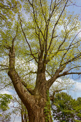 Giant Oak, Spring, Virginia, Blue Ridge Mountains