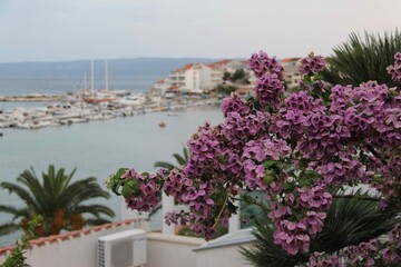 view of the region sea and pink flower in Stobrec, Croatia