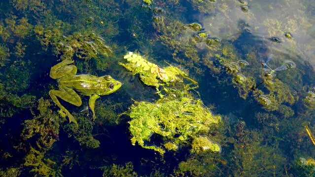Marsh frog (Pelophylax ridibundus) hunting dragonflies in a freshwater lake