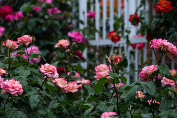 Fototapeta na wymiar 色のグラデーションが美しい薔薇の花たち