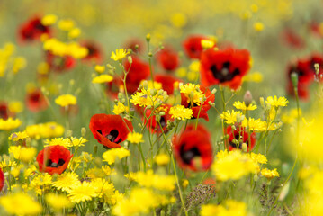 Beautiful red poppies and yellow flowers against the background of green grass. Background. Nature....