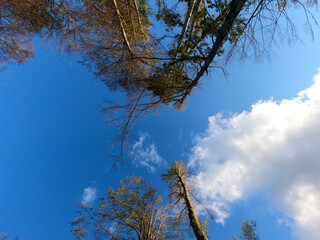 Bavarian Forest in spring with fresh greenery and blossoming trees