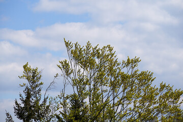 Bavarian Forest in spring with fresh greenery and blossoming trees