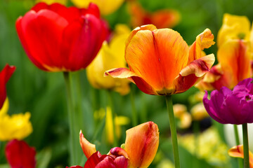 Fresh spring tulips growing in the garden