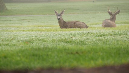Two wild deers male with antlers and female grazing on green lawn in foggy weather. Couple or pair of animals on grass, Monterey wildlife, California nature, USA. Herbivore hoofed mammals with horns.