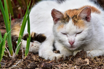 Cat resting in the garden