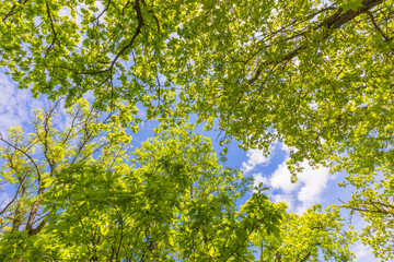 Crown of trees in spring in the forest