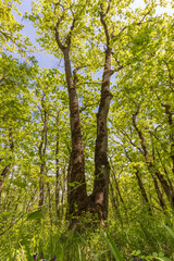 Fototapeta premium Crown of trees in spring in the forest